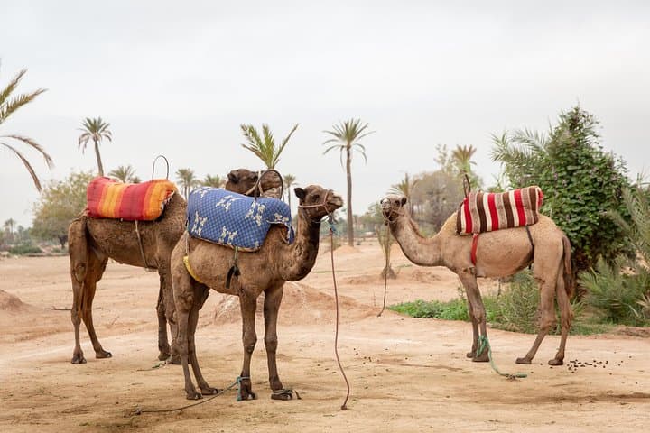 Vol en montgolfière au-dessus des montagnes de l'Atlas au départ de Marrakech, avec petit-déjeuner berbère et promenade à dos de chameau dans le désert 2